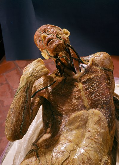 Model of a Skinless Man by Clemente Susini
